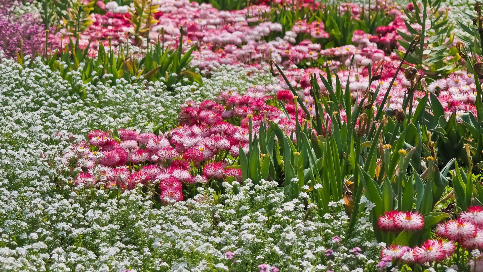 A Close Up Of A Flower Garden